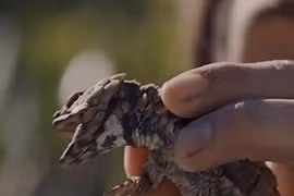 Hí hửng khoe bắt được “rồng con”, chuyên gia hét lớn: “Thả ra ngay!“