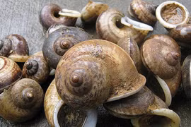 Bí ẩn loài ốc núi linh thiêng, duy nhất Việt Nam sở hữu 