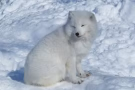 Chó trắng đột nhập vào nhà xin ăn, ai ngờ là “thần thú” may mắn 