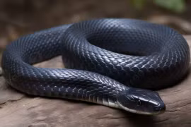 10 loài rắn độc nhất hành tinh: Một nhát cắn đoạt mạng trong nháy mắt 