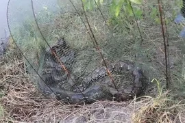 'Quái thú' khủng nằm gọn trong lưới, ngư dân rụng rời chân tay 