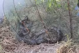 'Quái thú' khủng nằm gọn trong lưới, ngư dân rụng rời chân tay 