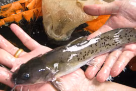 4 loại “quý ngư” hiếm nhất sông Hồng, người Việt coi như báu vật 