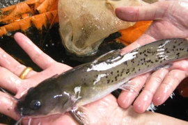 4 loại “quý ngư” hiếm nhất sông Hồng, người Việt coi như báu vật 