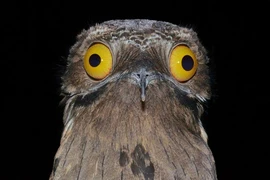 Loài chim được mệnh danh “sứ giả địa ngục“... ai thấy cũng hết hồn 