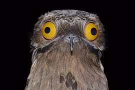 Loài chim được mệnh danh “sứ giả địa ngục“... ai thấy cũng hết hồn 