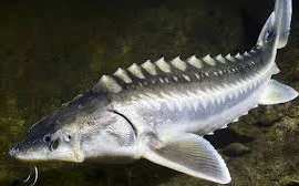 Quái ngư sông Dương Tử nặng hơn 600 kg, 4 người khiêng không nổi 