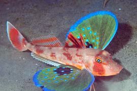 Kỳ thú loài cá có "cánh bướm", "chân cua"