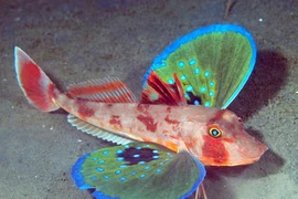 Kỳ thú loài cá có "cánh bướm", "chân cua"