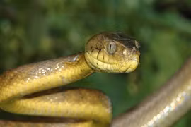 Loài rắn khiến cả nước Mỹ "điên đảo"