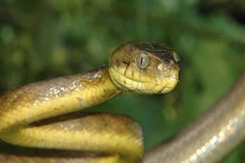 Loài rắn khiến cả nước Mỹ "điên đảo"