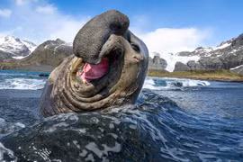 Những “gã khổng lồ” “giấu mặt“