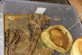 Kinh dị ngôi nhà chứa hàng trăm con rắn