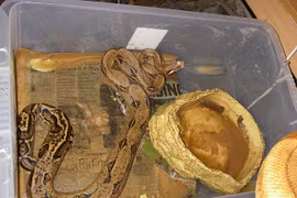 Kinh dị ngôi nhà chứa hàng trăm con rắn