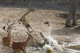 Linh dương tẩu thoát ngoạn mục trước hàm cá sấu