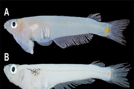 Cá bụng đầu Cửu Long lọt top tiến hóa dị nhất 