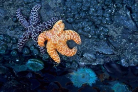 Choáng váng với những vụ động vật chết tập thể 