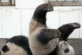 Cú ngã "siêu kinh điển" của gấu trúc con