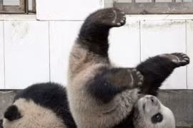 Cú ngã "siêu kinh điển" của gấu trúc con