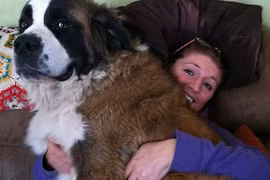 Cún cưng khổng lồ… đè bẹp chủ