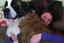 Cún cưng khổng lồ… đè bẹp chủ