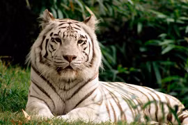 Top 10 động vật có ngoại hình "tự giết mình"