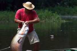 Xem ngư dân bắt “thủy quái” khủng