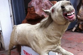 Tận mục những con vật dị dạng ghê người