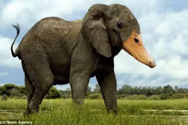 Những “quái vật” nằm mơ... cũng không thấy