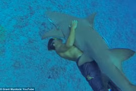 Hãi hùng xem người ôm ấp cá mập khổng lồ