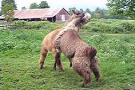 Loài động vật hiểm độc thích cắn nát “của quý” đồng loại