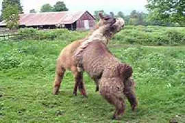 Loài động vật hiểm độc thích cắn nát “của quý” đồng loại