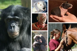 Những động vật hành xử giống hệt người