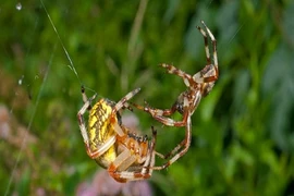 Rùng mình với các cách hành xử của nhện 