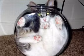 Những tư thế ngủ “khó đỡ” của tiểu hổ