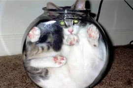 Những tư thế ngủ “khó đỡ” của tiểu hổ