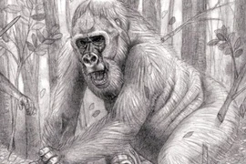 Vượn người Việt Nam khổng lồ nhất thế giới