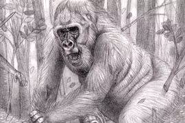 Vượn người Việt Nam khổng lồ nhất thế giới