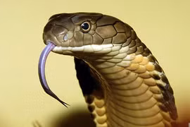 Những “quái thú” có thể là ân nhân của con người