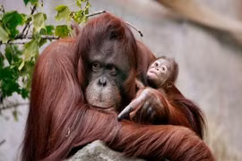 Chân tướng những loài vật thông minh nhất thế giới