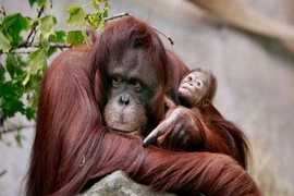 Chân tướng những loài vật thông minh nhất thế giới