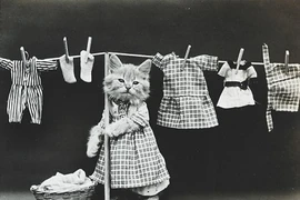 Thích thú với hình ảnh lạ lẫm của tiểu hổ (1)