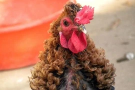 Chú gà thành “sao” nhờ bộ lông 1- 0 - 2