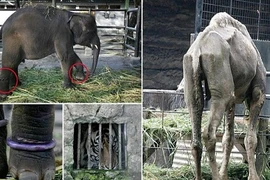 Kinh hoàng "nhà tù" ngược đãi động vật