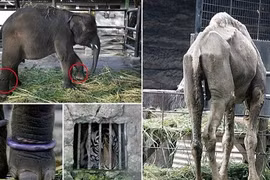 Kinh hoàng "nhà tù" ngược đãi động vật