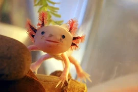 Kỳ dị động vật mang... mặt người