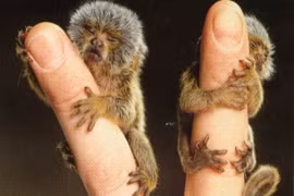 Ếch bé bằng móng tay và những động vật "siêu tí hon"