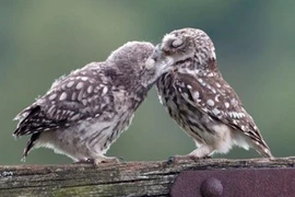 Tình mẫu tử ngọt ngào của chim cú