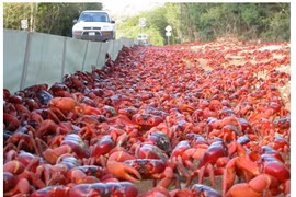 Ngộp thở với "thú" bầy đàn...