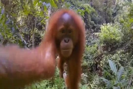 Chết cười với đười ươi trộm máy ảnh vào rừng “tự sướng“